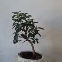 گل بونسای خرفه یشم آگلونما یوکا گلدان سفالی