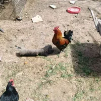 خروس خروس مشگی