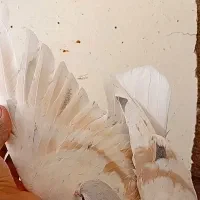 ۴ عدد ساده هفرنگ عتیقه|پرنده|تربتحیدریه, بی بی حسنیه|دیوار