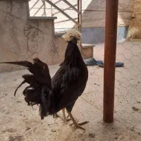 خروس لهستانی