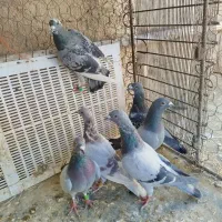 پلاکی|پرنده|کنگاور, |دیوار