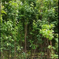 کاشت گل و درخت باغی