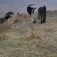 مال درجه یک قیمت تماس بیگرد|حیوانات مزرعه|شهرکرد, |دیوار