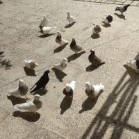 7عدد کبوتر درجه یک