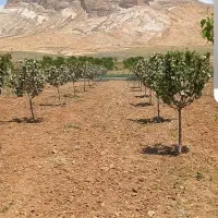 فروش-باغ-زمین-2500-متر