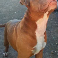 پیتبول ماده