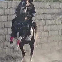 اسب
