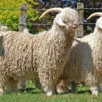 گوسفند میش بره بز کار کارگر