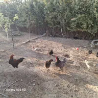 فروش خروس و مرغ|حیوانات مزرعه|اسلامشهر, کاشانک|دیوار