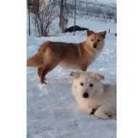 سفید نر قهویی ماده