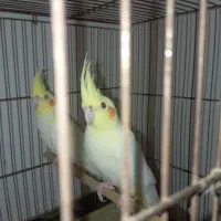 عروس هلندی|پرنده|یزد, |دیوار