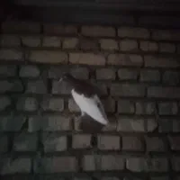 یهودی|پرنده|فرح دشت, |دیوار