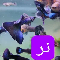 گوپی بلو مسکو