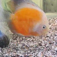 ماهی دیسکس|ماهی|اهواز, بهارستان|دیوار