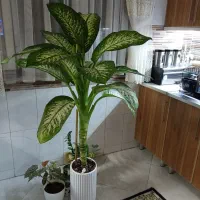 گل (درخنچه)دیفن باخیا با گلدان سرامیک|گل و گیاه طبیعی|تهران, نازی‌آباد|دیوار