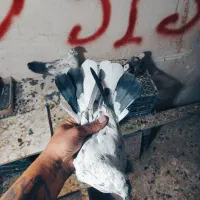 کبوتر بور بوری جفت پرشی کلکسیونی|پرنده|قم, ولیعصر|دیوار