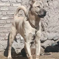 سگ سرابی