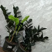 آنلاین  چهار راه گاز