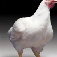 ۴ عدد مرغ گوشتی به فروش می‌رسد