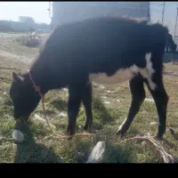 دانا دامازدخ