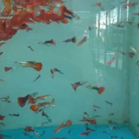 گپی|ماهی|مشهد, توس (بلوار توس)|دیوار