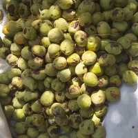 گردو