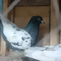 کبوتر درجه یک|پرنده|تربت جام, فاز ۲ فرهنگیان|دیوار