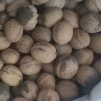 گردو|خوردنی و آشامیدنی|شیراز, شهرک قمشه|دیوار