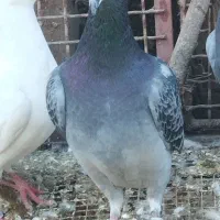 تعدادی پلاکی|پرنده|رامیان, |دیوار