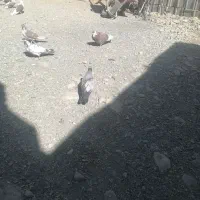 کبوتر فروشی
