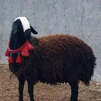 فــروش گوسفند دوقلو زا و چنـد قلوزا و بره|حراج|یزد, |دیوار