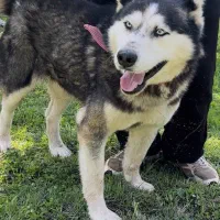 فروش فوری هاسکی