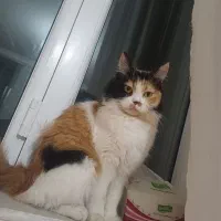 گربه گمشده|گربه|نقده, |دیوار