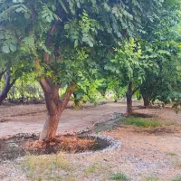 باغ  معاوضه وفروش|فروش خانه و ویلا|بیستون, |دیوار