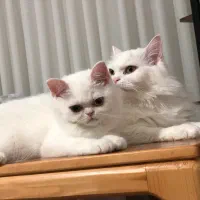 گربه نژاد دار