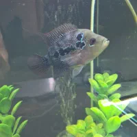 فلاور|ماهی|نیشابور, شریعتی|دیوار