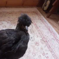 جوجه مرغ کاکلی ۴ ماهه