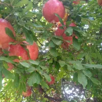 انار رباب دون قرمز|عمدهفروشی|فیروزآباد (فارس), |دیوار