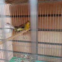 قناری نر سبز معاوضه با کبوتر