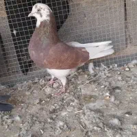 کبوتر پرشی|پرنده|جرقویه, |دیوار