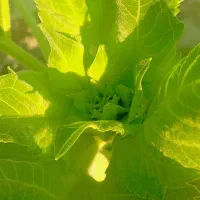 گرگا وبادمجون|خوردنی و آشامیدنی|میناب, |دیوار