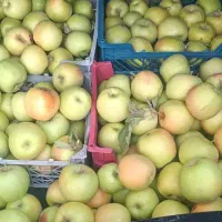 میوه