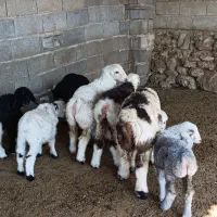 میش و شیشک بره داری اصل داشتی|حیوانات مزرعه|جره و بالاده, |دیوار