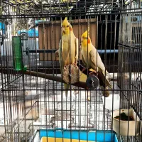 یک جفت عروس هلندی مولد|پرنده|مهاباد (آذربایجان غربی), |دیوار