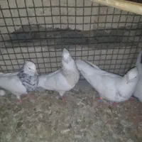 فروش 4عدد طوقی و یک عدد دمبی|پرنده|لامرد, |دیوار