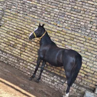 مادیان کورد مشکی