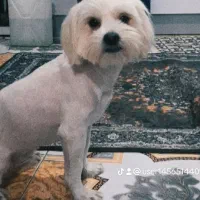 سگ.|سگ|بیرجند, |دیوار