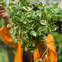 فروش انواع پتوس به صورت میکس