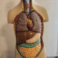 مولاژ آناتومی بدن انسان