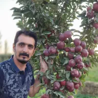 نهال سیب گالا و گلدن پایه مالینگ